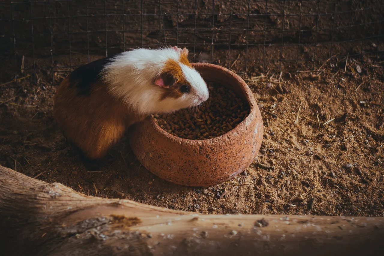 The fascinating world of Peruvian Guinea Pigs | Andean Travel Experience