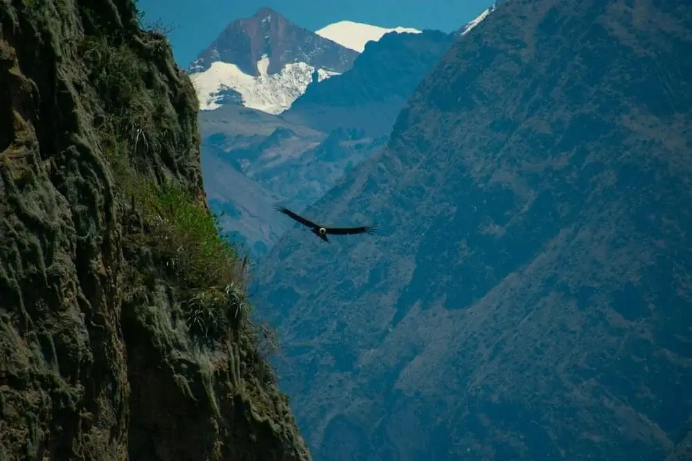 Colca Canyon condor flying trough mountains Tours | Andean Travel Experience