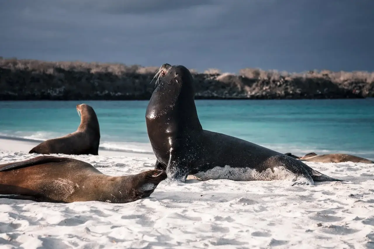 Sea Lions in Islas Ballestas Peru and Ecuador Tours | Andean Travel Experience