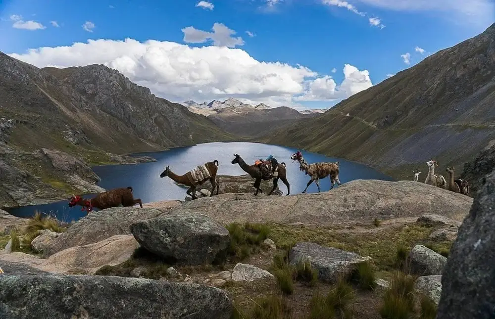 Qhapaq Ñan pathway surrounded by cloud forest vegetation in the Andes | Andean Travel Experience