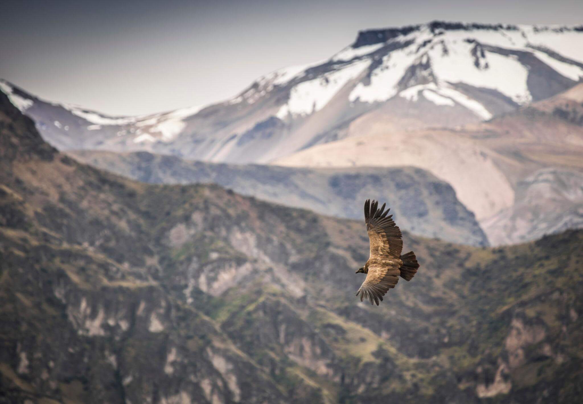 Andean Condor flying above Colca Canyon in Peru during a private wildlife tour | Andean Travel Experience