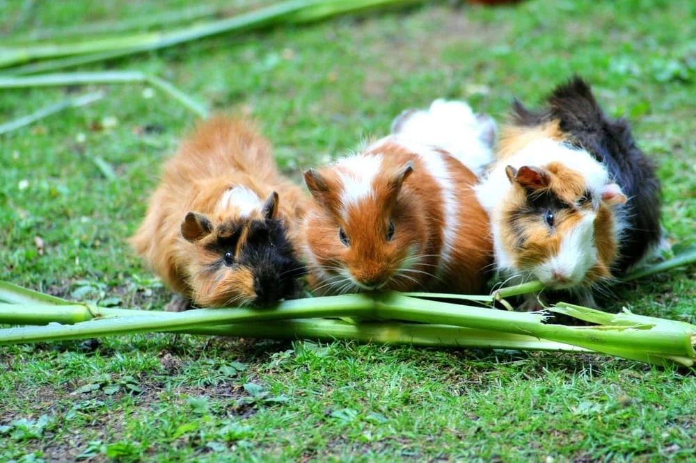 The fascinating world of Peruvian Guinea Pigs | Andean Travel Experience