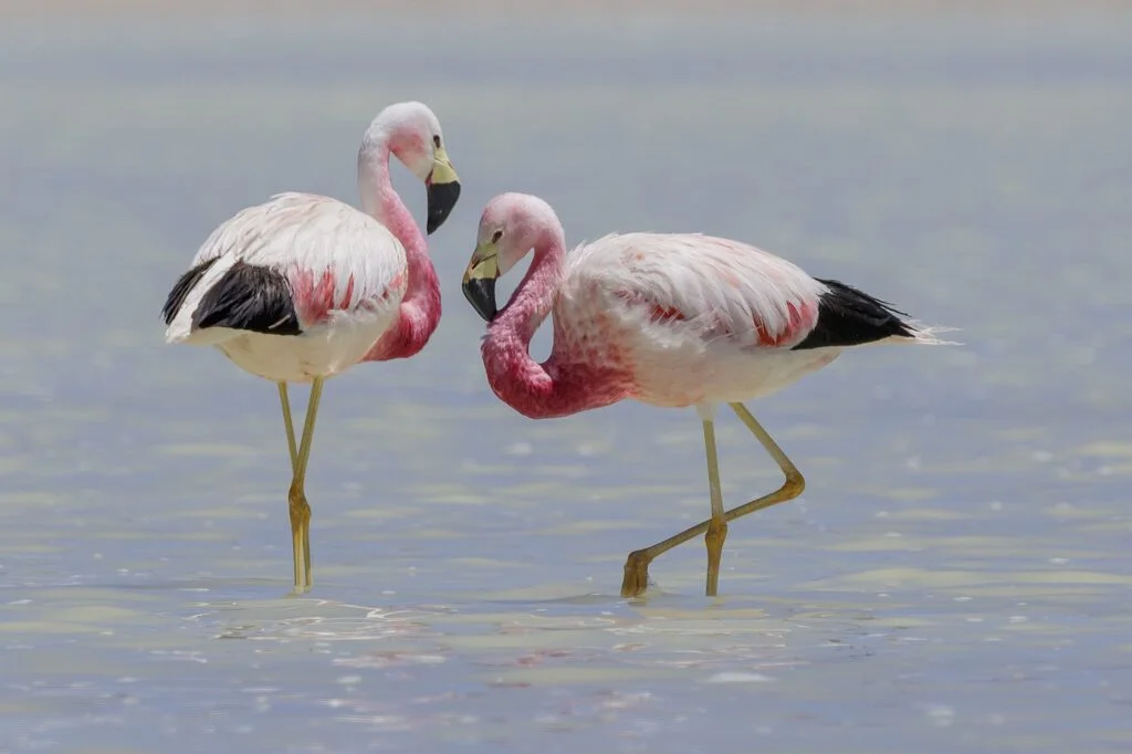 Andean Flamingos Peru | Andean Travel Experience