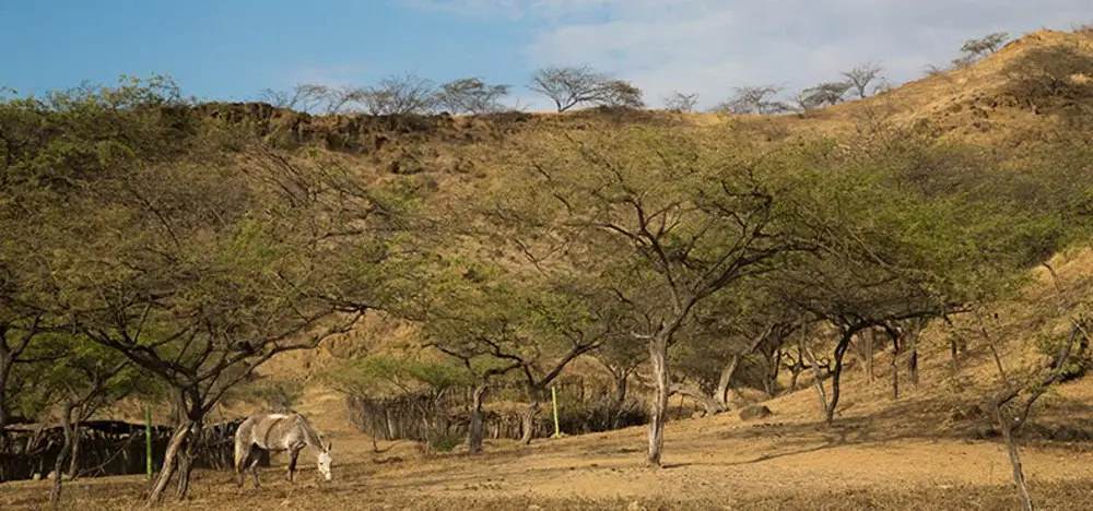 Cerros de Amotape National Park Peru Animals in natural Habitat in the Andes | Andean Travel Experience