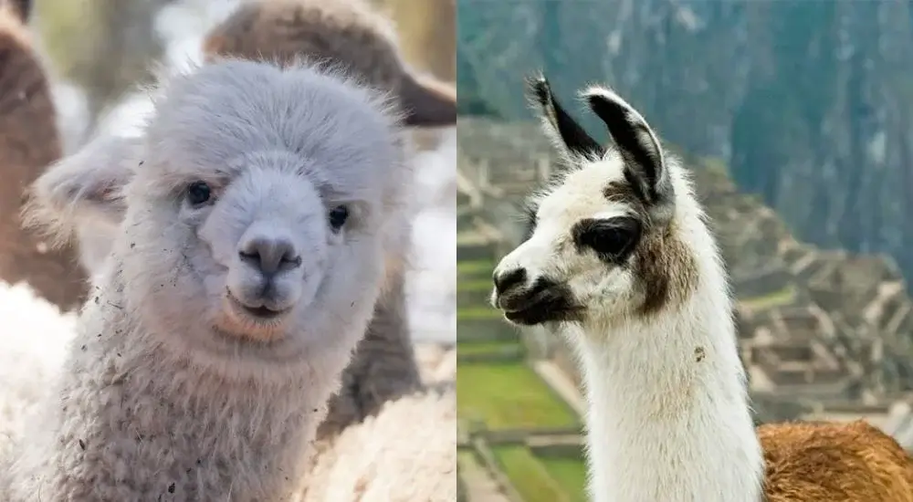Close-up comparison of a llama and an alpaca showing their distinct facial features and wool textures | Andean Travel Experience