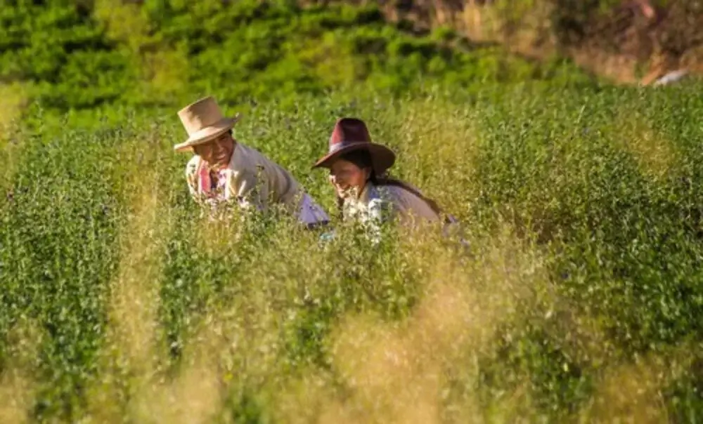 Peruvian Agriculture in the Andes | Andean Travel Experience Peruvian Agriculture in the Andes | Andean Travel Experience