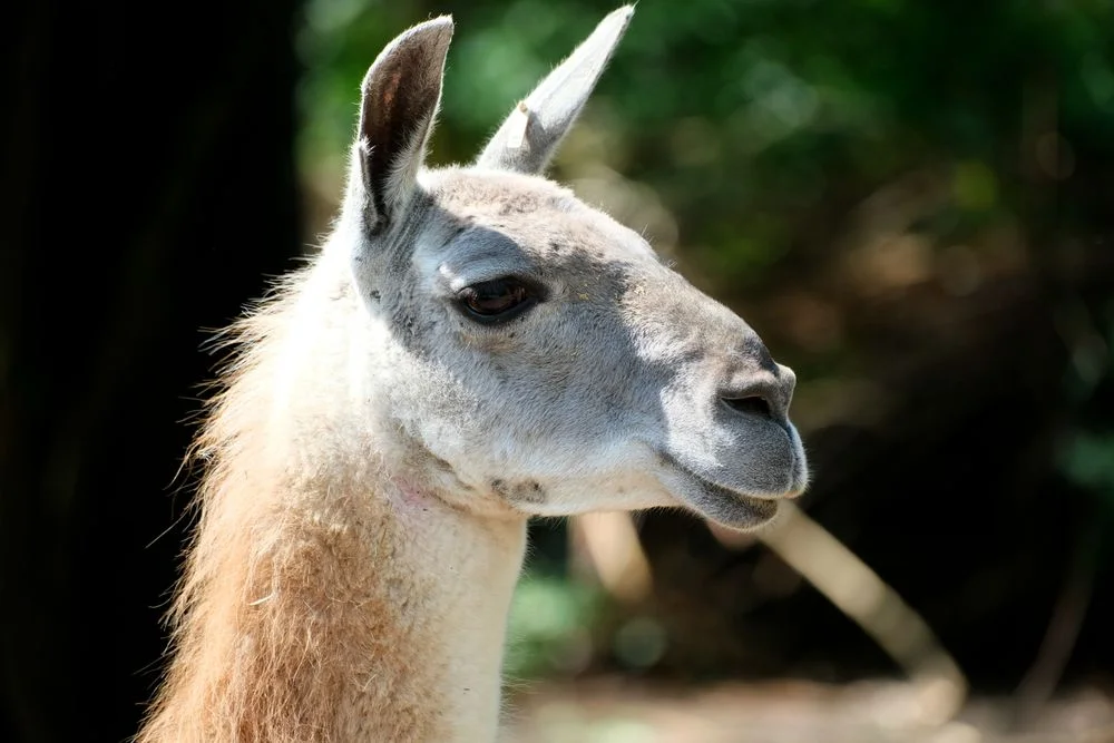 Llama Camelid Animal in Peru | Andean Travel Experience