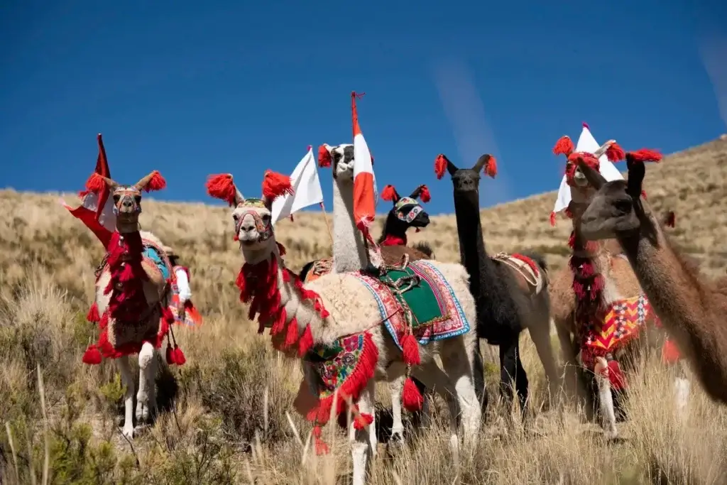 LLamas with a colorful woven blanket on its back in a traditional Andean village | Andean Travel Experience