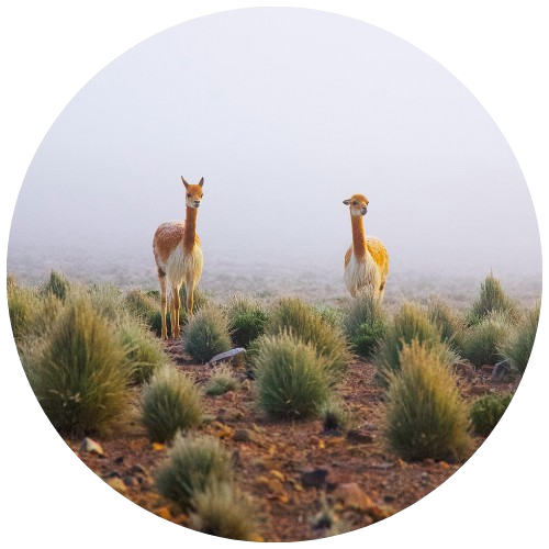 Wildlife guide to peru | Andean Travel Experience