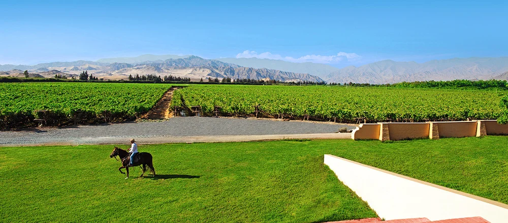 Grape farm in peru for Pisco making | Andean Travel Experience Grape farm in peru for Pisco making | Andean Travel Experience
