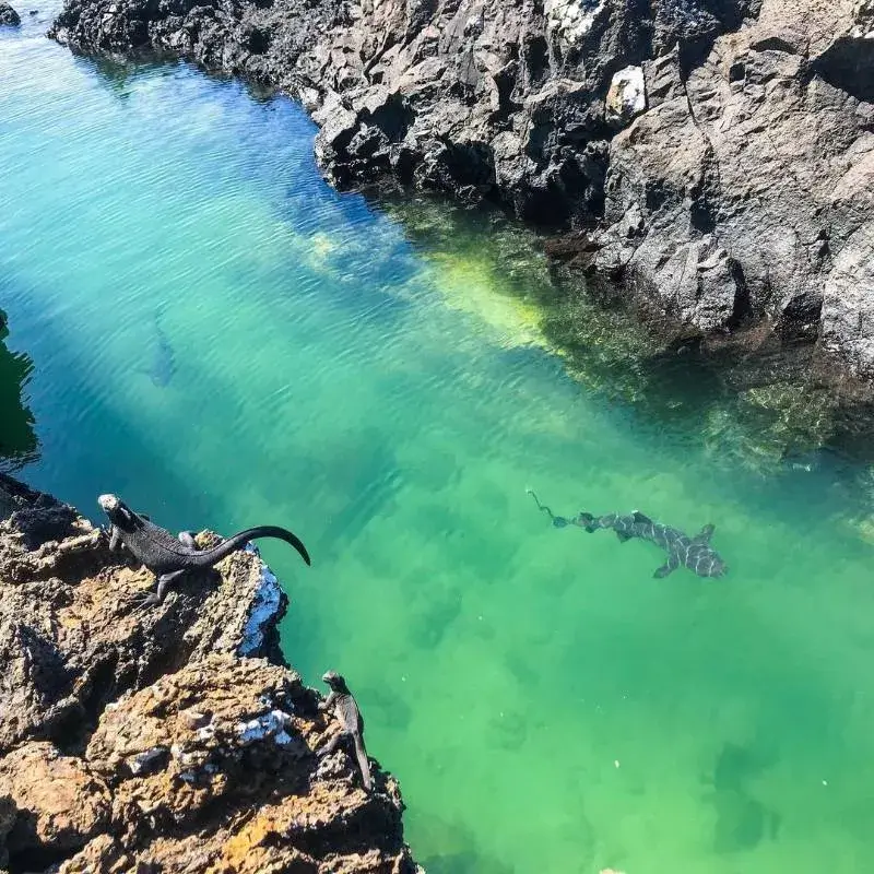 Isabela Island Galápagos Highlights | Andean Travel Experience