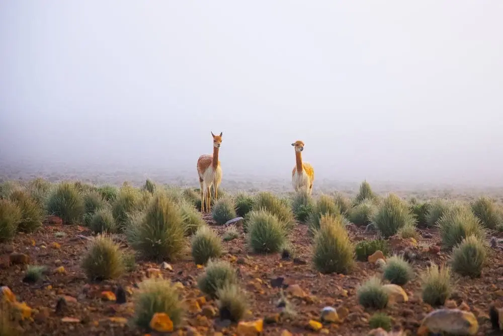 Wild vicuña surrounded by native ichu grass in the high Andes of Peru, symbolizing sustainable luxury and conservation. | Andean Travel Experience