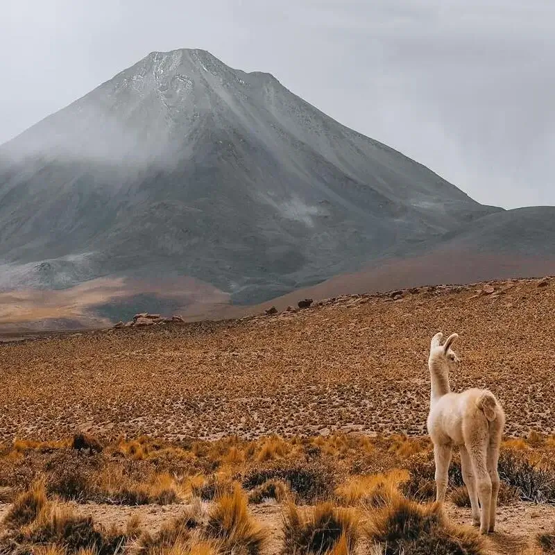 Aguas Salinas National Reserve Arequipa Peru | Andean Travel Experience