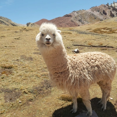 Alpaca on Palcoyo Mountain | Andean Travel Experience