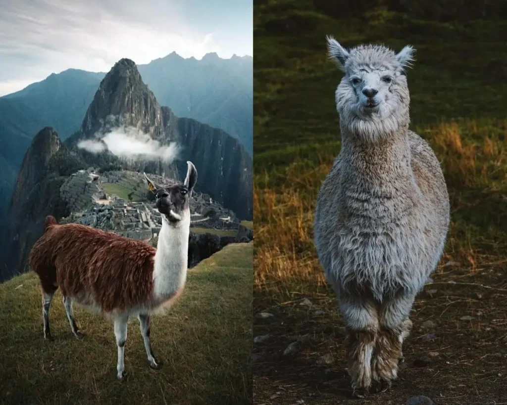 Alpaca or LLama all you need to Know | Andean Travel Experience