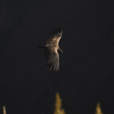 Andean condor soaring above the Colca Canyon in Peru | Andean Travel Experience