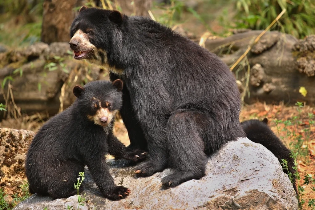 Peru Spectacled Bear | Andean Travel Experience