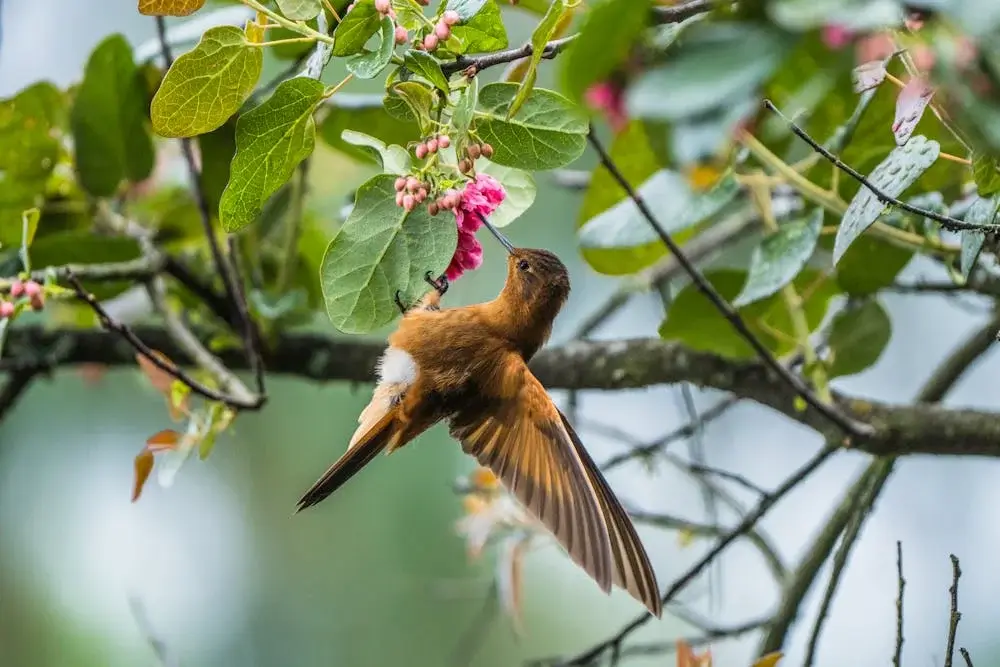 Bird Watching in Peru | Andean Travel Experience