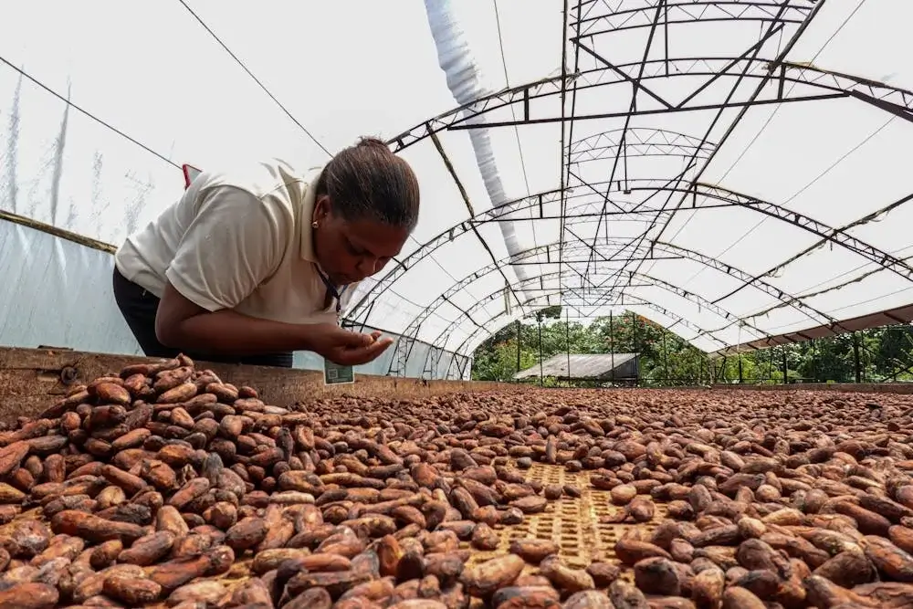 Hand-harvesting cacao pods during the cacao season in Peru | Andean Travel Experience