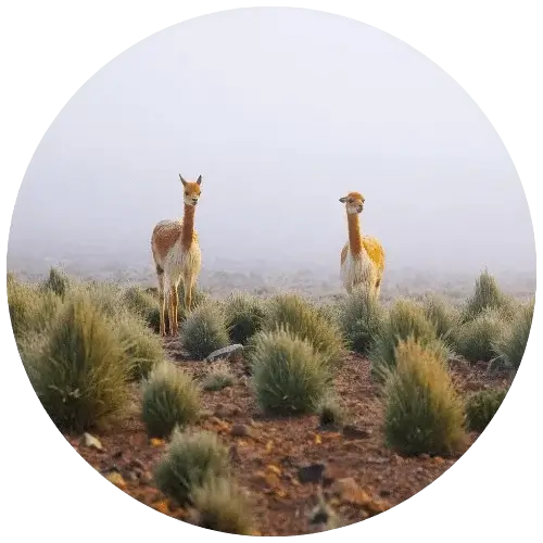 Peru Blog Peru Travel Agency | Andean Travel Experience