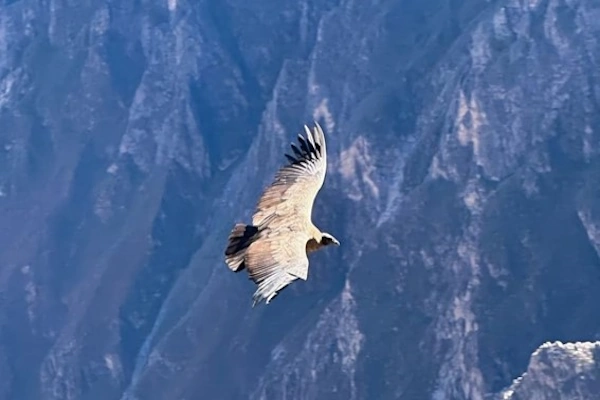 Andean condor soaring over the majestic Colca Canyon in Peru | Andean Travel Experience