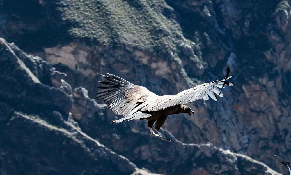Majestic Andean condor soaring over Colca Canyon with vast mountainous landscape below | Andean Travel Experience