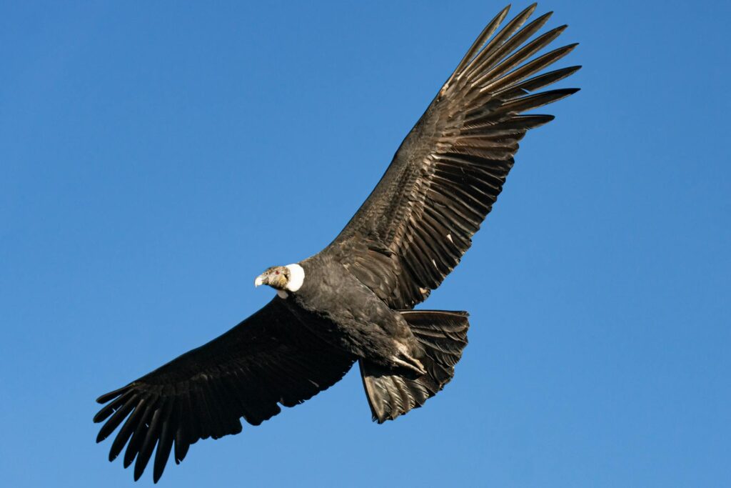 Majestic Andean Condor flying near Cruz del Condor viewpoint | Andean Travel Experience