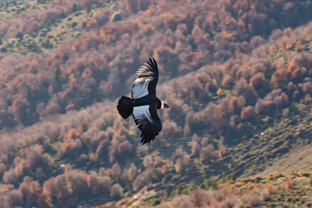 Condor photography tour in Peru with mountain canyon backdrop | Andean Travel Experience
