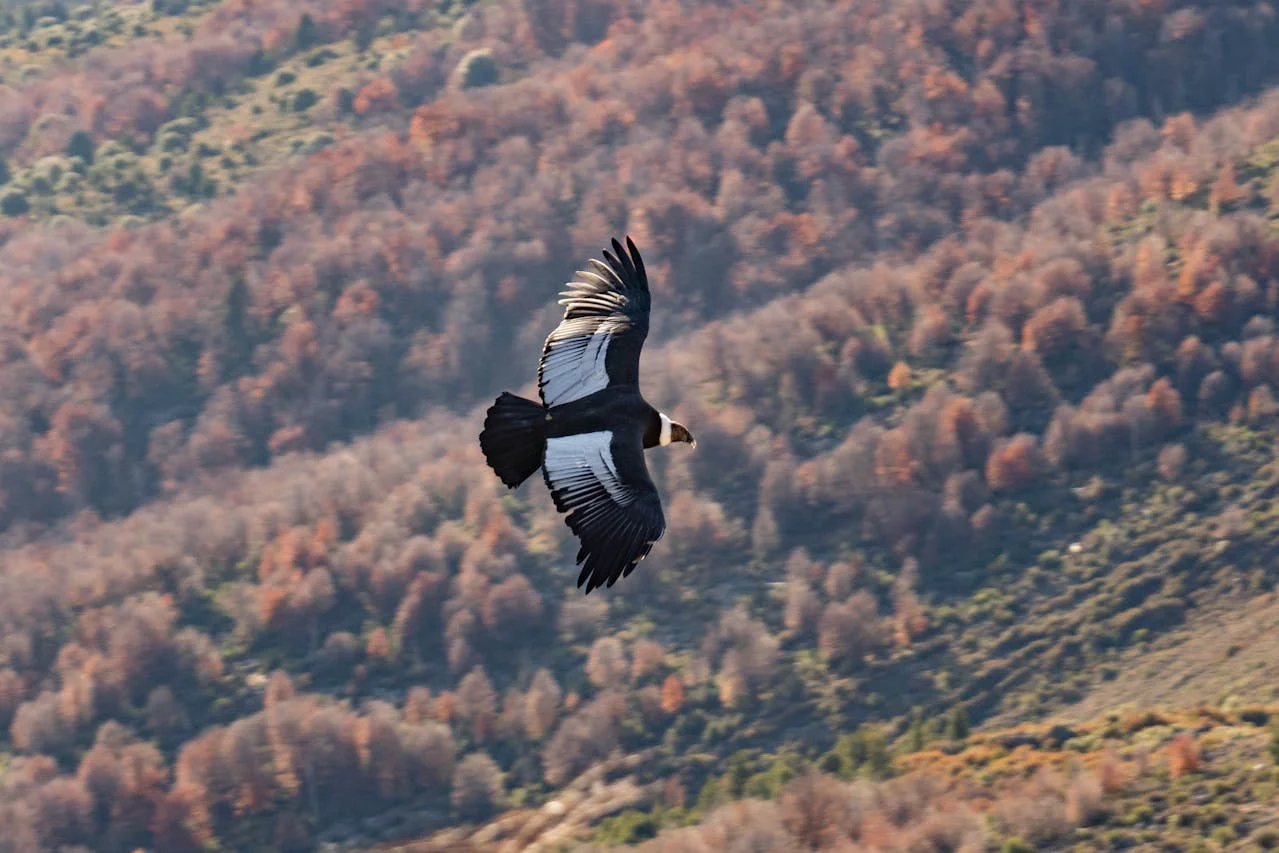 Condor Birdwatching Colca Canyon Arequipa Travel Destination | Andean Travel Experience