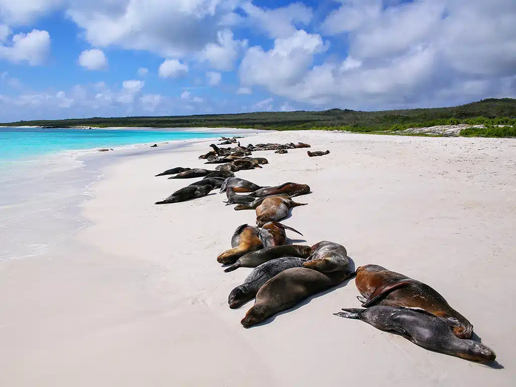 Española Island Wildlife Galápagos | Andean Travel Experience