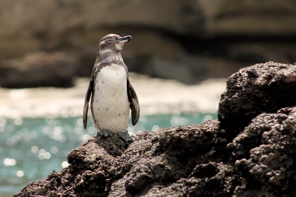Genovesa Island Birdwatching Galápagos | Andean Travel Experience