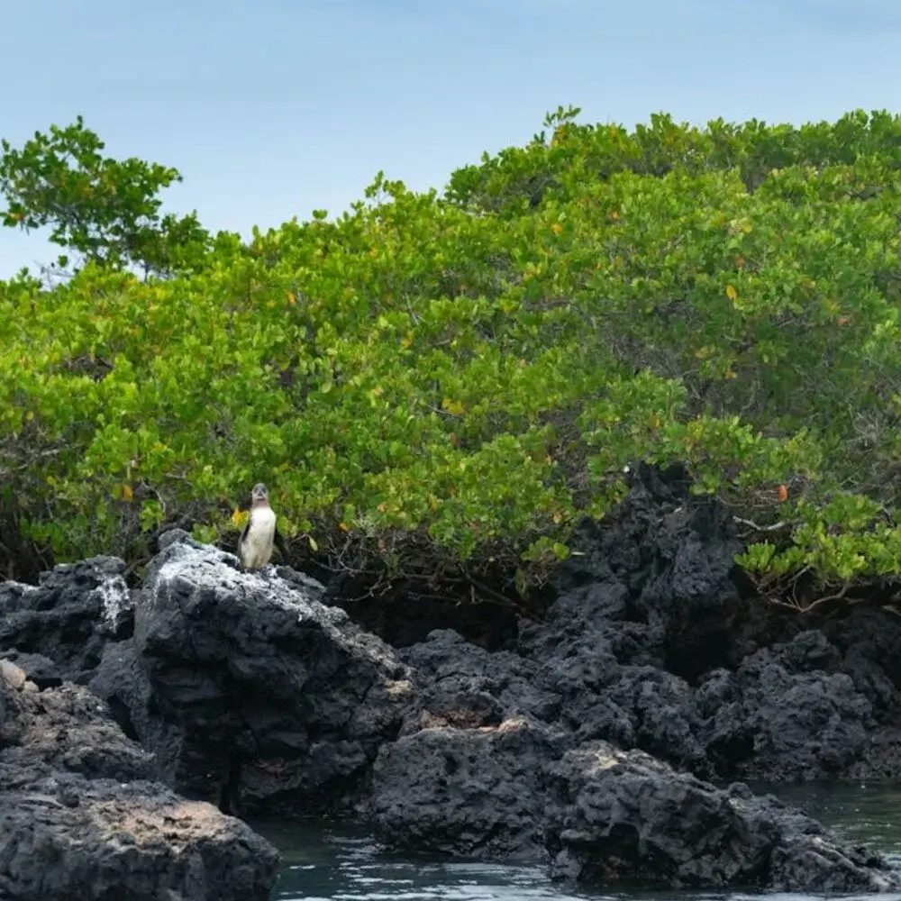 Galapagos Islands Ecuador Destination | Andean Travel Experience