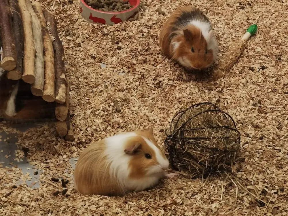 The fascinating world of Peruvian Guinea Pigs | Andean Travel Experience