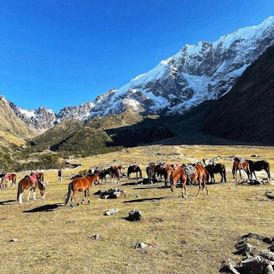 Horses on the trail to Humantay Lake, Peru – Mountain trek with stunning Andean scenery | Andean Travel Experience