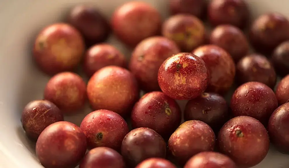 Amazonian superfoods from Peru including camu camu, aguaymanto, and sacha inchi displayed fresh. | Andean Travel Experience Amazonian superfoods from Peru including camu camu, aguaymanto, and sacha inchi displayed fresh. | Andean Travel Experience