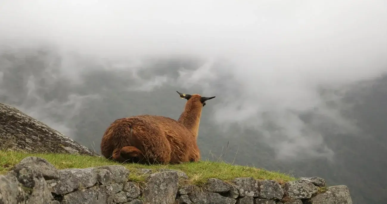 Llama at Machu Picchu, Peru, with the ancient Inca ruins and Andes Mountains in the background | Andean Travel Experience