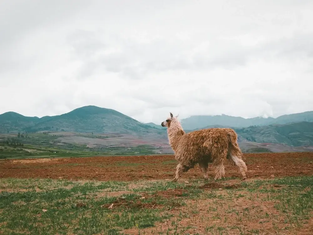 A llama running through a scenic Andean mountain landscape, surrounded by green hills and misty peaks under a clear blue sky. | Andean Travel Experience A llama running through a scenic Andean mountain landscape, surrounded by green hills and misty peaks under a clear blue sky. | Andean Travel Experience