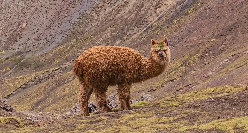 Llama standing on the vibrant slopes of Palcoyo Colored Mountain in Peru, surrounded by stunning layered hues of red, yellow, and green under a clear Andean sky. | Andean Travel Experience