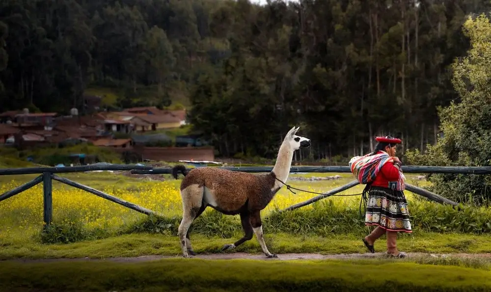 A llama and a woman in traditional Peruvian clothing walking through a lush green landscape in the Andes. | Andean Travel Experience