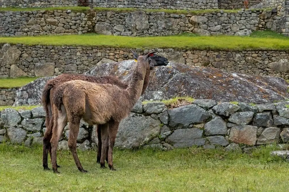 Llamas grazing at Machu Picchu with the ancient Inca citadel in the background | Andean Travel Experience