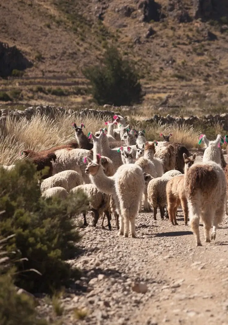 A group of llamas walking together along a scenic path in the Peruvian Andes | Andean Travel Experience