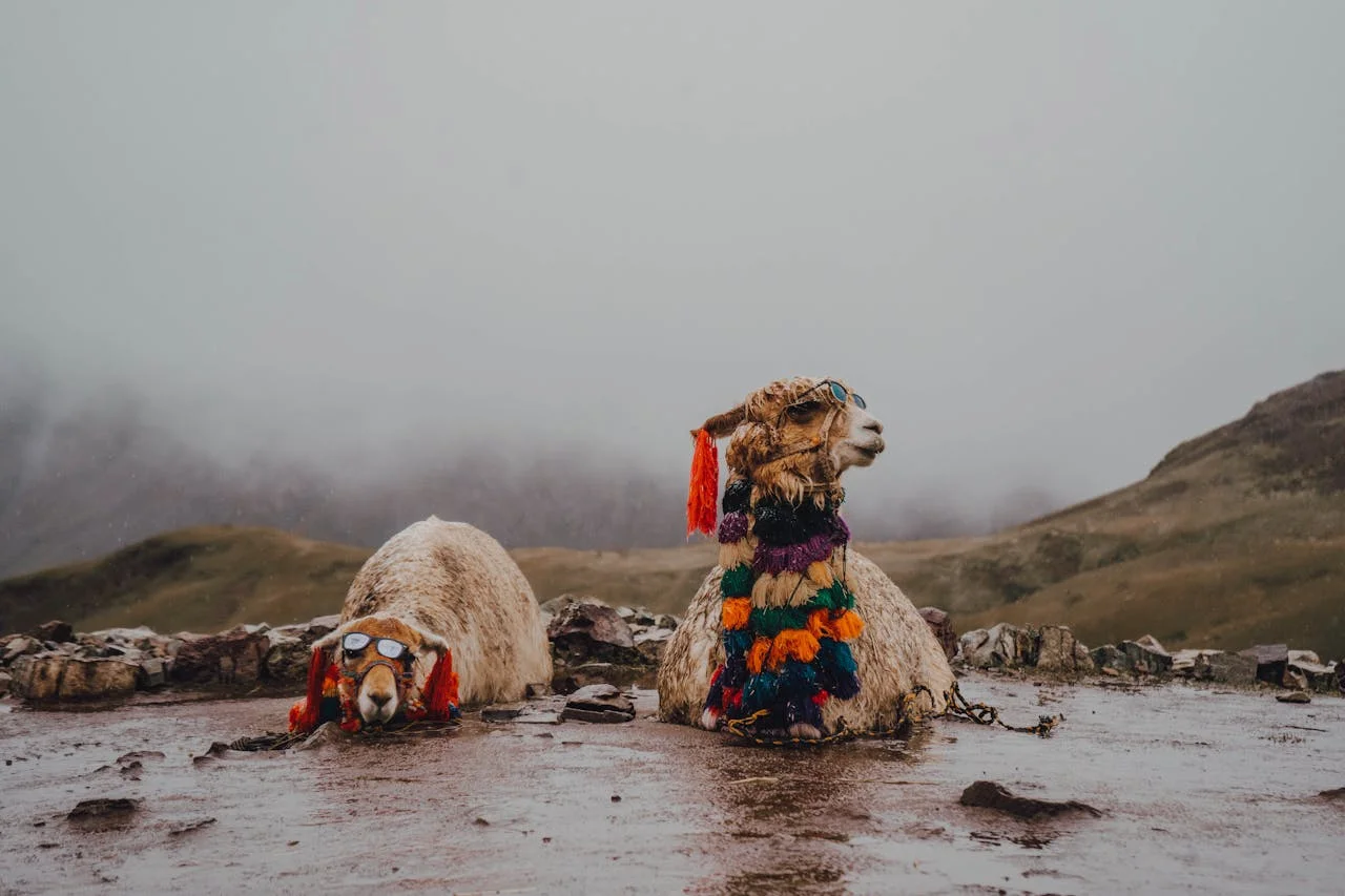 LLamas and Alpacas Key differences | Andean Travel Experience