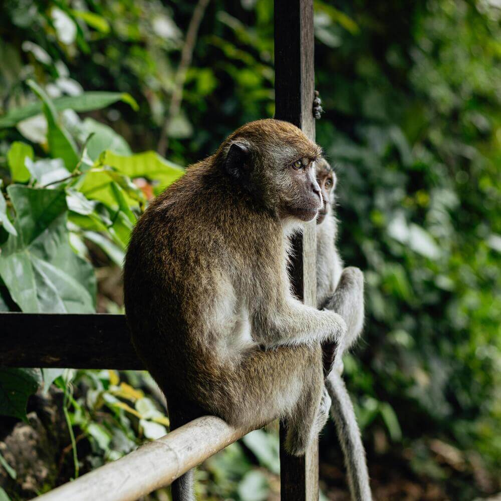 Monkey Island conservation area dedicated to protecting rescued primates | Andean Travel Experience