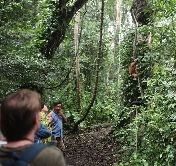 Monkey Island on Puerto Maldonado Forest Peru Tour | Andean Travel Experience