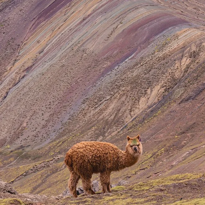 Palcoyo Colored Mountain Peru tours Cusco | Andean Travel Experience