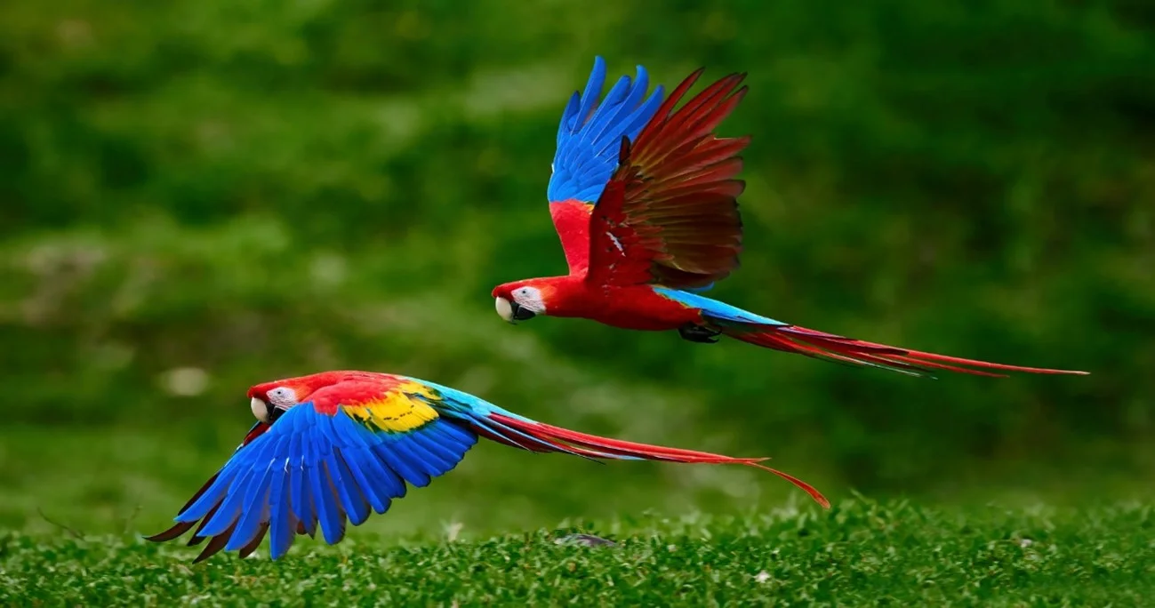 Colorful macaws in Puerto Maldonado, Peru, perched along the Amazon rainforest clay lick. | Andean Travel Experience