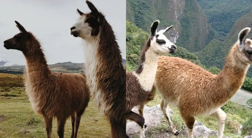 Llamas and alpacas grazing in the Andes of Peru, highlighting wildlife protection and sustainable farming practices. | Andean Travel Experience