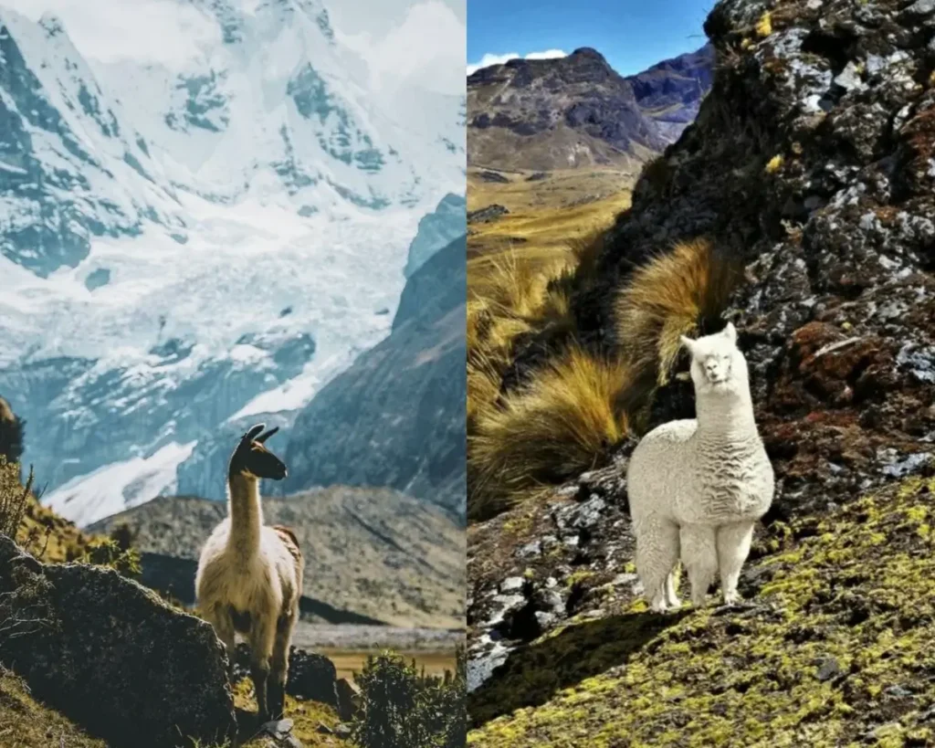 LLamas and Alpacas Key differences | Andean Travel Experience