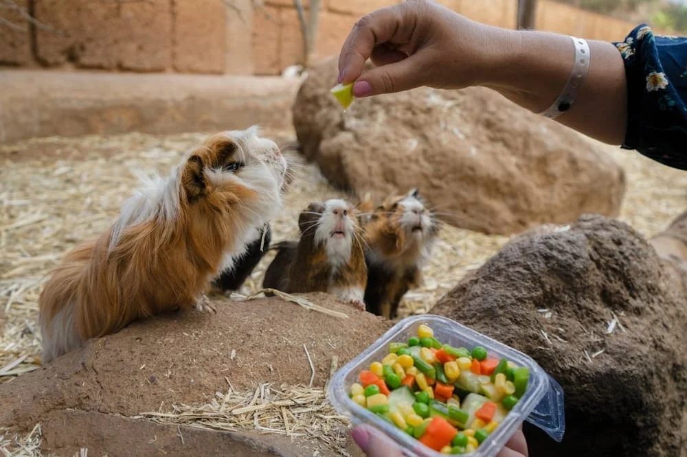 The fascinating world of Peruvian Guinea Pigs | Andean Travel Experience