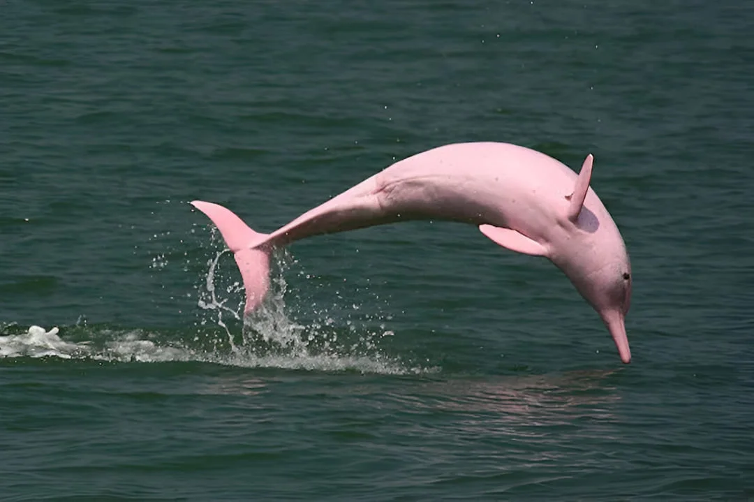 Pink Amazon river dolphin (Inia geoffrensis) swimming gracefully in the waters of the Peruvian Amazon. | Andean Travel Experience